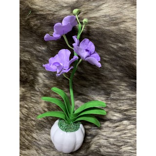 Chậu hoa Lan Vanda đất sét cành ngắn