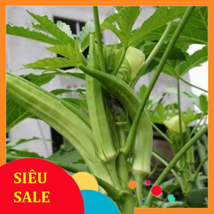 40 hạt giống đậu bắp xanh  TẾT KHUYẾN MẠI