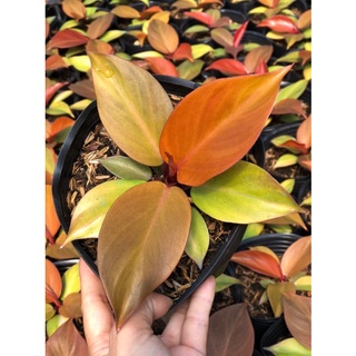 Philodendron prince of orange (siêu đẹp-giá tốt)