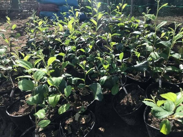 2 Cây Giống táo thái da xanh