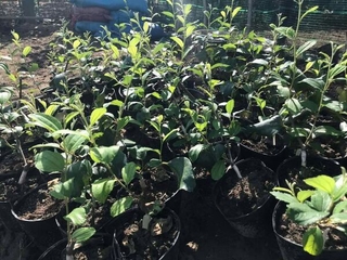 2 Cây Giống táo thái da xanh