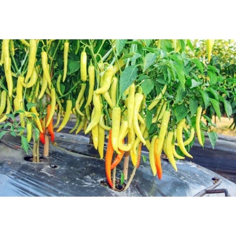 Hạt giống ớt sừng ngọt Châu Phi cao sản F1 trồng quanh năm