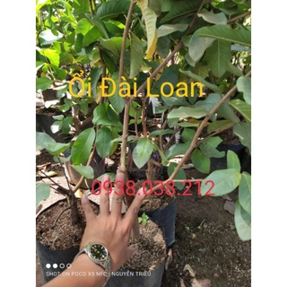 CÂY ỔI LÊ ĐÀI LOAN