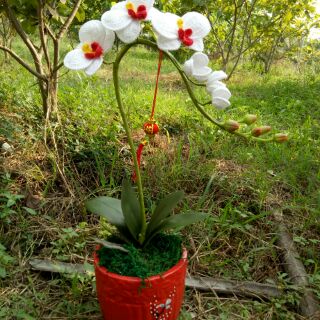 Combo hoa lan hồ điệp