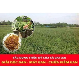 Cà gai leo khô 1 kg