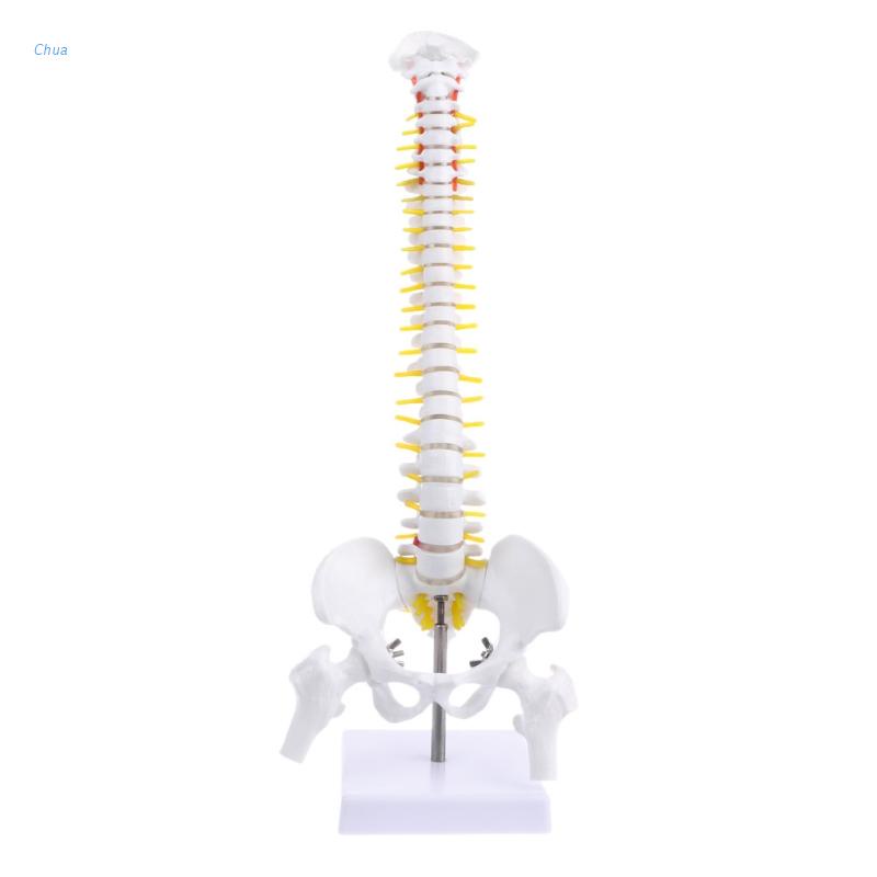 Mô hình cột sống giải phẫu cơ thể người 45cm