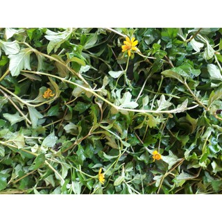 Sài đất khô 1kg-SẴN HÀNG