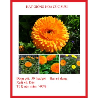 Hạt giống hoa cúc su si gói 50 hạt