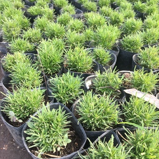 Cây Cỏ Mây Bụi Mini Để Bàn,Trang Trí Phòng,Tiểu Cảnh