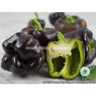 20h Hạt Giống Ớt Chuông Ngọt Trái Đen (A2.104| C1*W42)