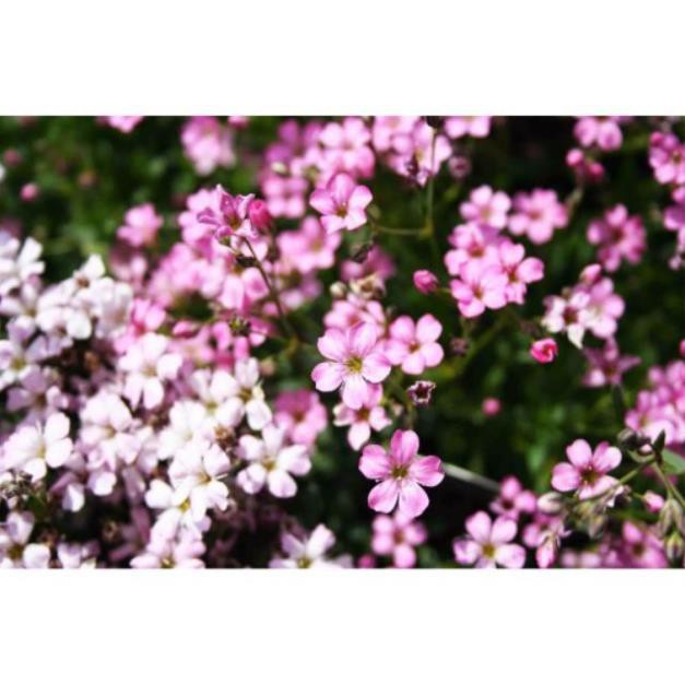 Hạt Giống Hoa Baby hồng 50 Hạt/ Gói trồng bốn mùa ĐẾN MÙA TRỒNG TẾT