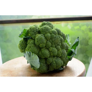 Hạt Giống Súp Lơ Xanh Thái Lan 200 hạt