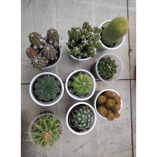 combo 8 chậu xương rồng các loại ngẫu nhiên ko trùng nhau