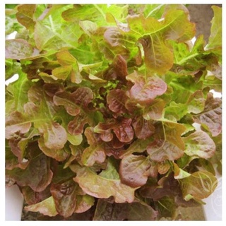 Hạt giống xà lách oakleaf, đóng gói 2gr
