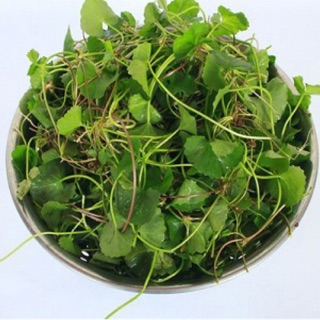 Hạt giống Rau má