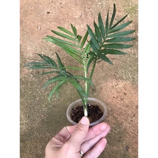 Một cây cau tiểu Trâm