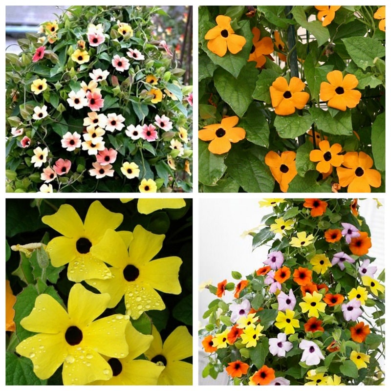 500H  - #Hạt_Giống_Hoa_Ánh_Dương_Mix ( tặng kèm kích mầm và phân bón )