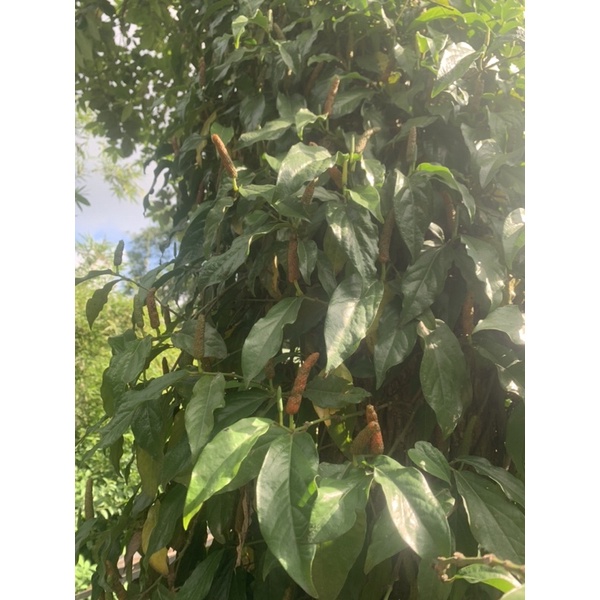 Tiêu lốp tươi khô loại 100g