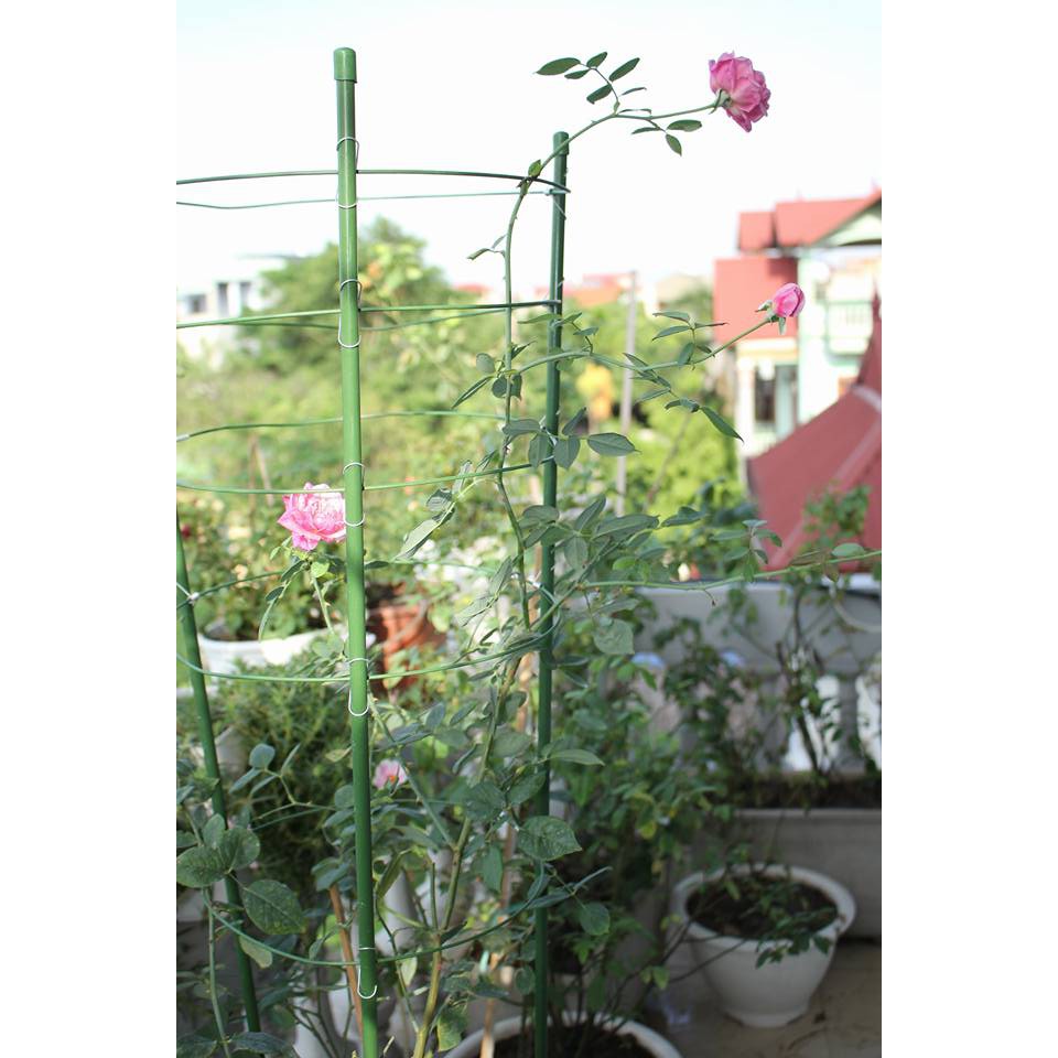 Lồng trồng hồng cao 90cm
