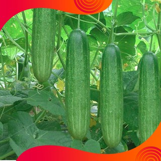 Hạt giống dưa chuột nếp RQV 379 - 5gram