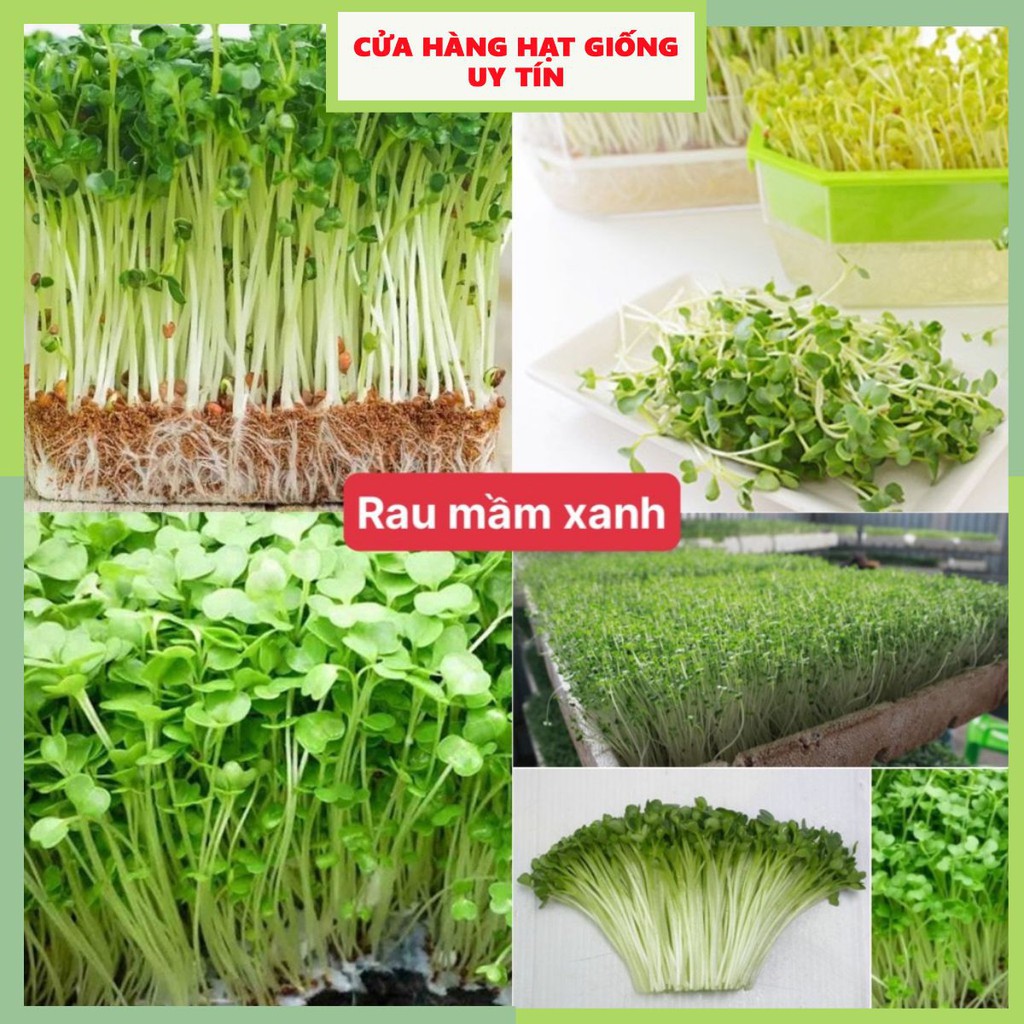 Hạt giống rau mầm xanh dễ trồng kháng bệnh tốt năng suất cao gói 300 hạt nhà cửa và đời sống cửa hàng hạt giống uy tín