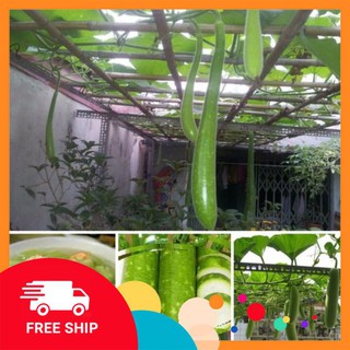 Gói 10 hạt giống bầu sao dài