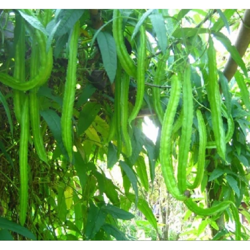 Hạt giống đậu rồng cao sản  KNS1070 - Gói 5gram