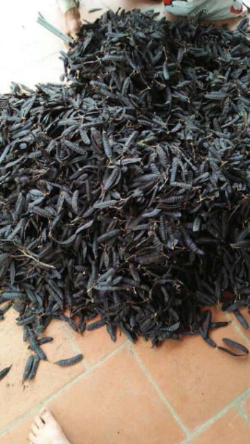 Bồ kết khô 500g ( mùa mới 2021) | BigBuy360 - bigbuy360.vn