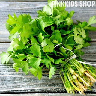 HẠT GIỐNG ngò rí (NGÒ HẠT LỚN PHÁP, NGÒ PHÁP) - GÓI 20 GRAM