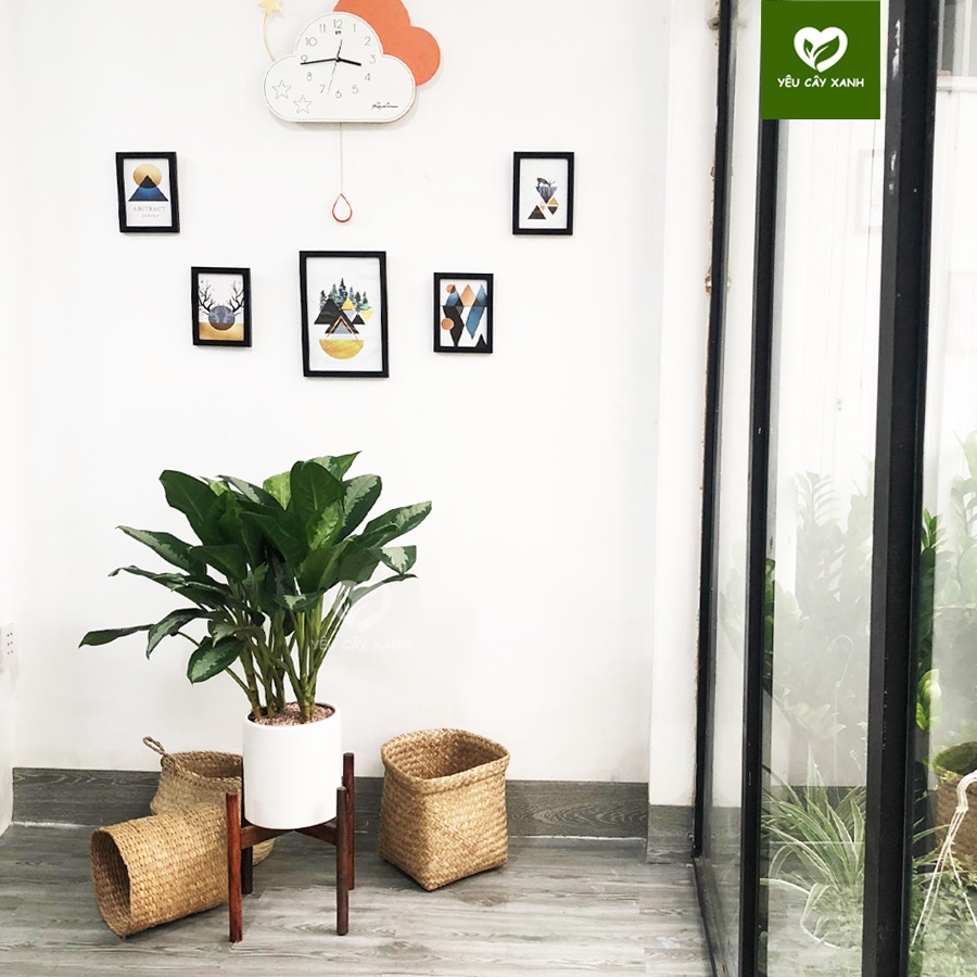 Cây Thanh Lam ( Cây Vạn Phúc ) nội thất trang trí văn phòng, cửa hàng giúp thanh lọc không khí