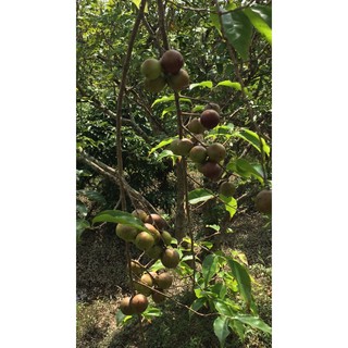 Cây giống hồng quân, bồ quân, mận quân- Cây chiết cành ổn định, cho trái sớm-Cây hoa kiểng Đồng Tháp