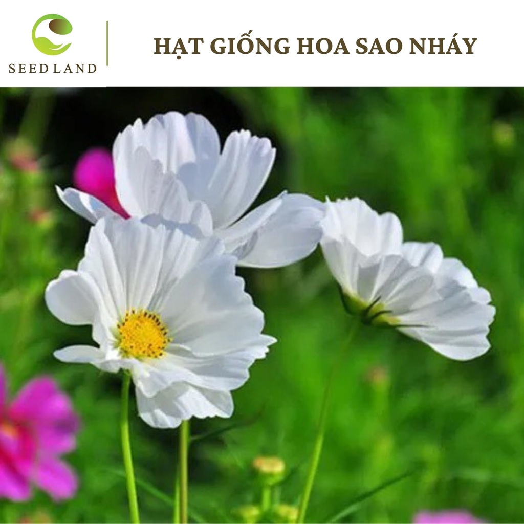 Hạt giống hoa sao nháy mix - 200 hạt, hoa cánh bướm, ra hoa quanh năm, dễ trồng.