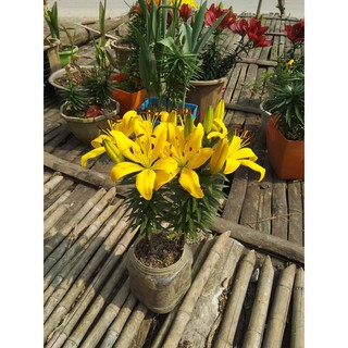 CỦ HOA LY LÙN MÀU VÀNG ĐÃ CÓ MẦM