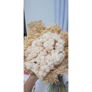 Hoa Bloom nhập khẩu Hà Lan