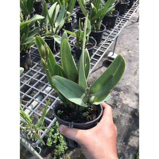 Phong Lan Catleya mini trắng tím
