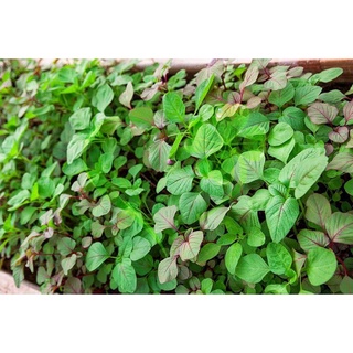Hạt giống dền 3 màu - gói 20 gram