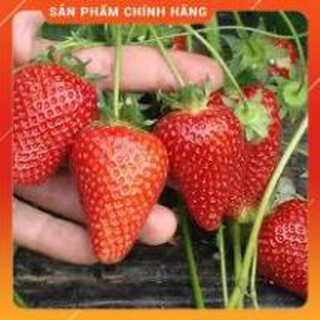 HẠT GIỐNG DÂU TÂY LUCKY GÓI 100 HẠT.