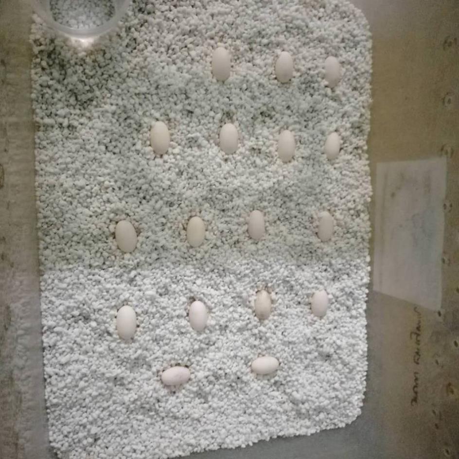 Đất ấp chuyên dụng nhập khẩu cho bò sát .