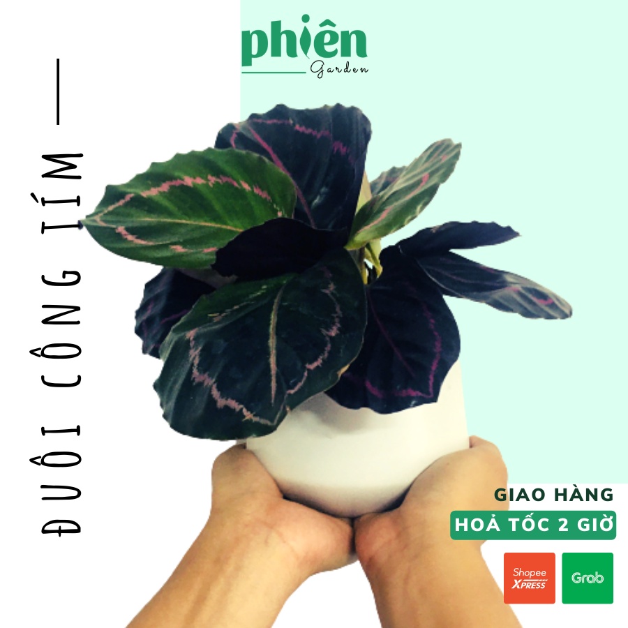 Cây Đuôi Công Tím Calathea Medallion để bàn kèm chậu gốm tráng men