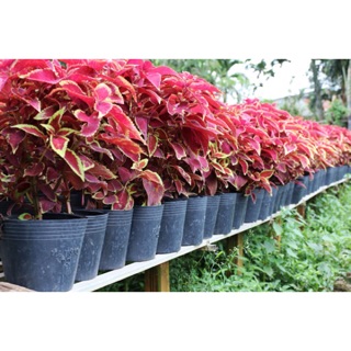 Cây lá gấm ( mua 1 tặng 1 )