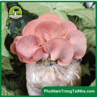 Combo 6 Phôi Nấm Hồng Ngọc Trồng Tại Nhà