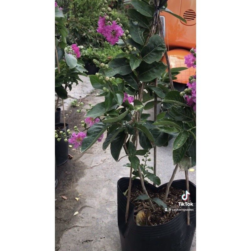 Caykiengsadec cay hoa bằng lăng thái + Tặng Phân Bón