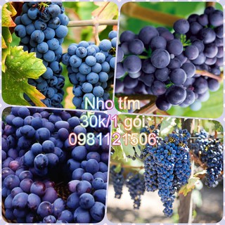 Hạt giống nho tím. Combo 2 gói tặng 2 viên nén ươm hạt và kích mầm.