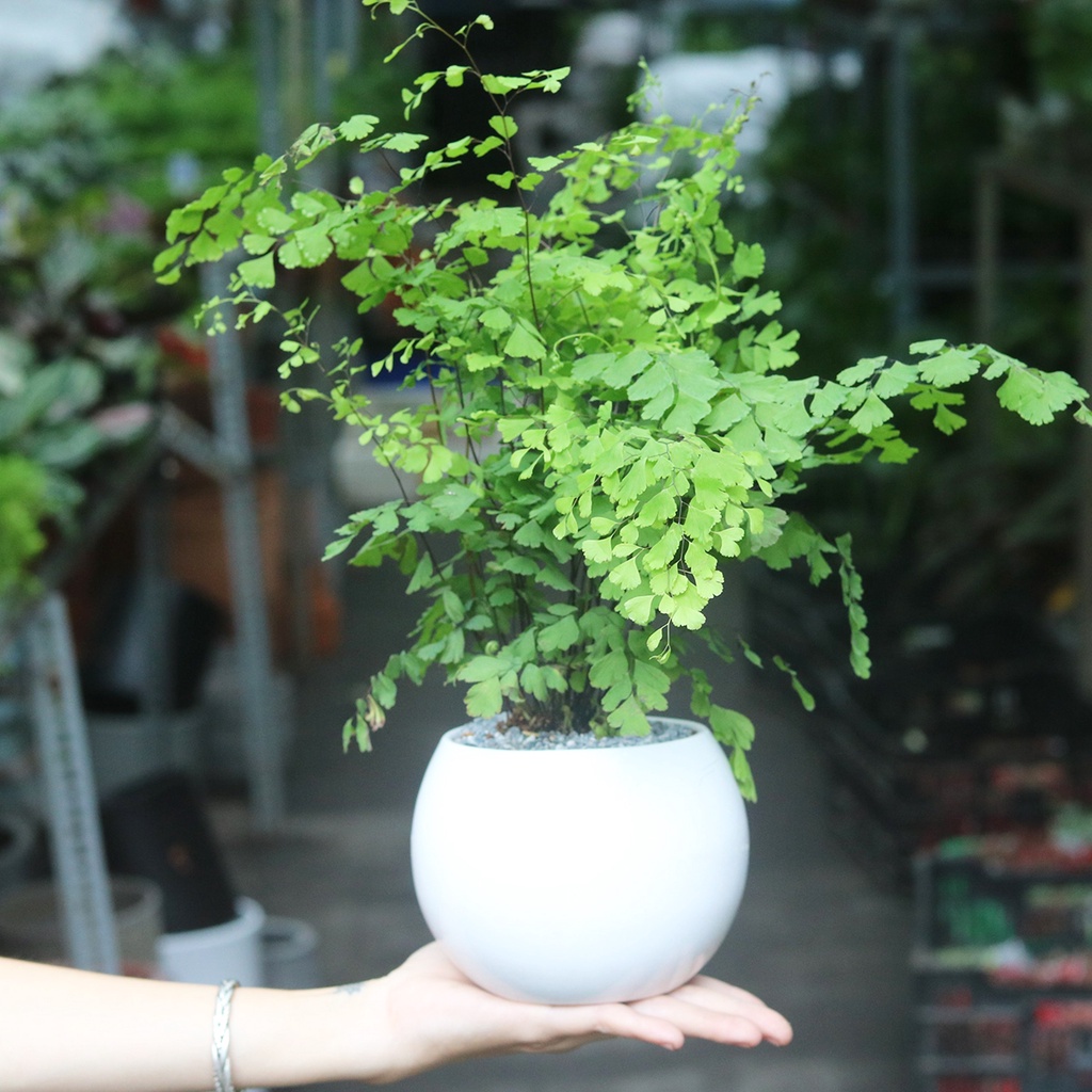 Chậu tóc thần vệ nữ/ cây tóc tiên  xum xuê