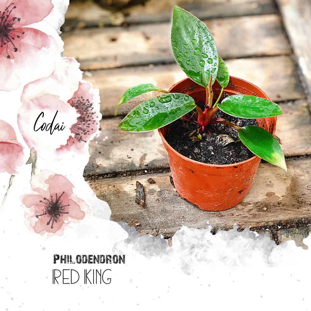 Cây giống Philodendron Red King (Hồng Đế) chậu nhựa