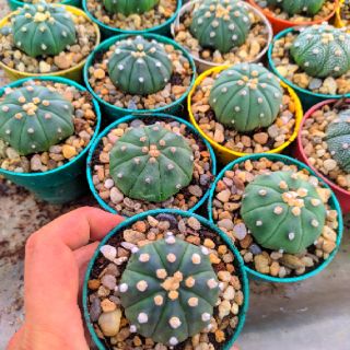 Xương rồng aster ( size hoa)6-7cm +