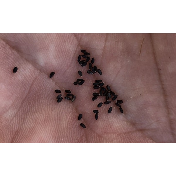 Hạt Giống Kinh Giới 5gr