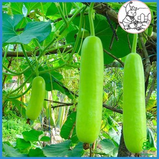 Hạt bầu trái dài f1 - gói 10 hạt