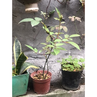 Cây hồng cổ đào hữu cơ