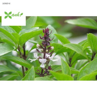 Hạt Giống Rau Húng Quế 2g